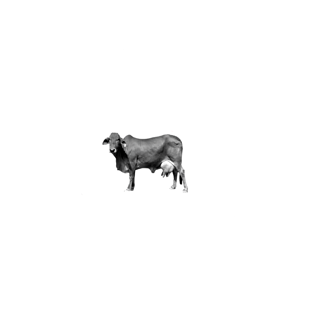 Animax-white-logo-png